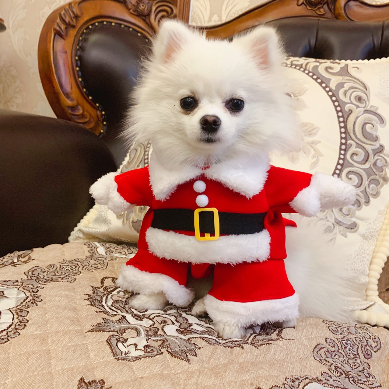 Christmas Clothes for Dogs